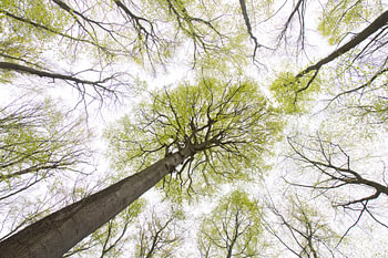 Beuk in het bos