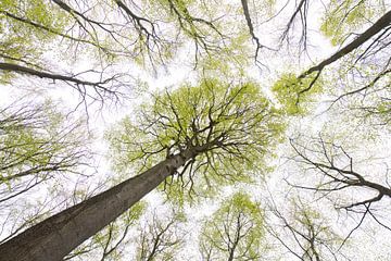 Beuk in het bos van Sven-Erik Arndt
