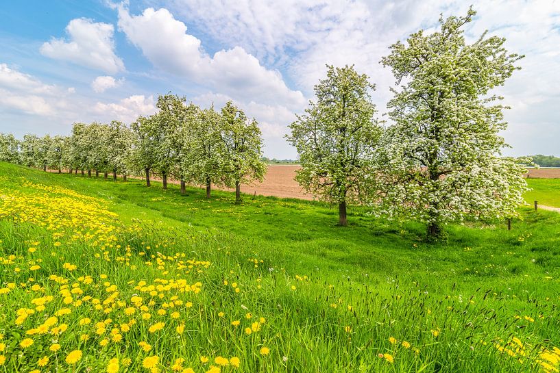 Reihen von Apfelbäumen in einem Obstgarten mit weißer Blüte im Frühling von Sjoerd van der Wal Fotografie
