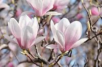 Magnolia
