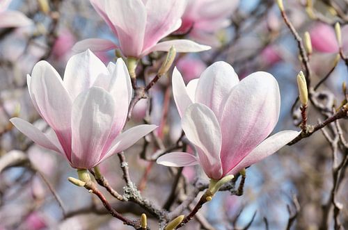 Magnolia