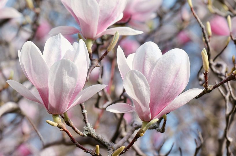 Magnolia by Violetta Honkisz