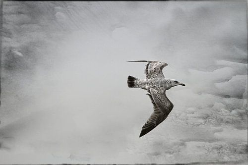 Stormmeeuw, Zilvermeeuw