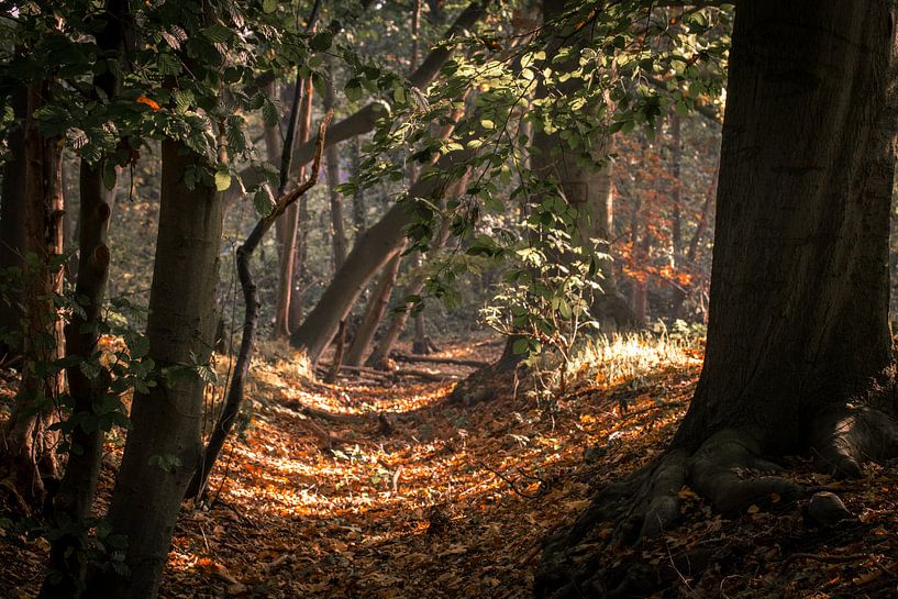 Herfst bos van Gertjan Hesselink