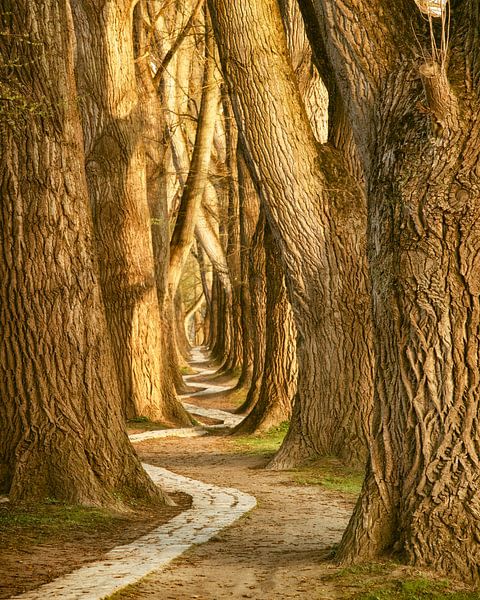 Slingerpad van Lars van de Goor