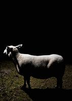 Schaap
