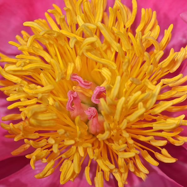 Pfingstrose von Bert Bouwmeester