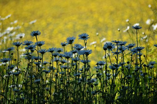 Gänseblümchenblüten im Garten