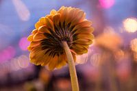 Créativité avec les fleurs