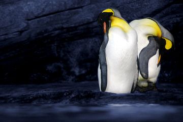 It takes two: Pinguins van Artstudio1622