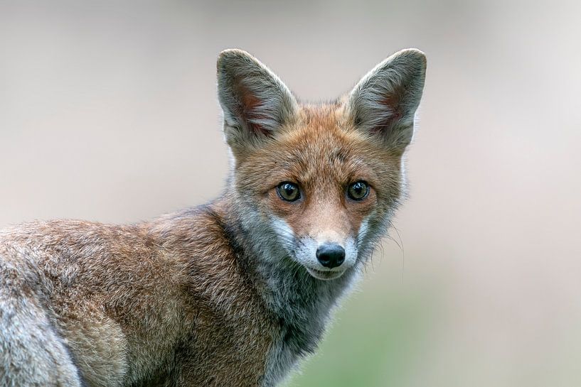 Portrait of a young fox. by Albert Beukhof
