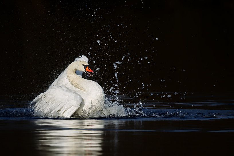 Mute swan (Cygnus olor) by Dirk Rüter
