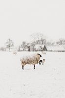 Nieuwsgierig lammetje in de sneeuw | outdoor photography