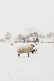 Curieux agneau dans la neige | photographie en plein air sur Holly Klein Oonk