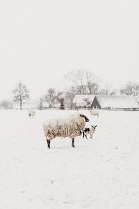 Neugieriges Lamm im Schnee | Outdoor-Fotografie von Holly Klein Oonk