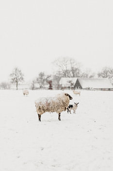 Neugieriges Lamm im Schnee | Outdoor-Fotografie