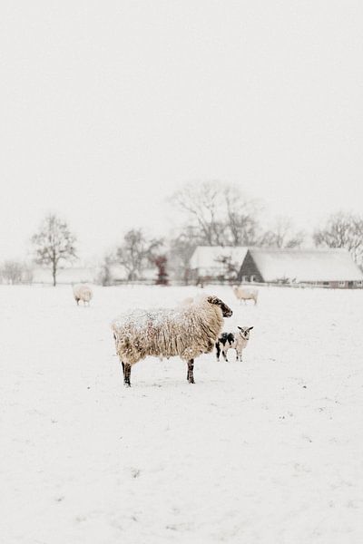 Nieuwsgierig lammetje in de sneeuw | outdoor photography van Holly Klein Oonk