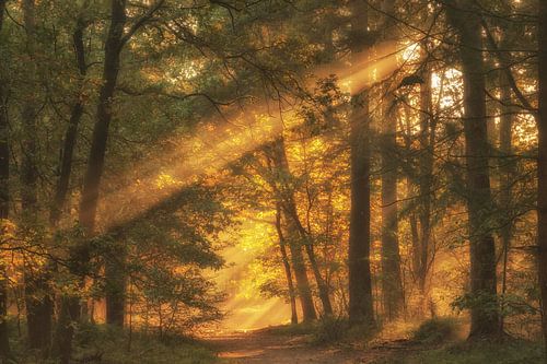 Herfstwandeling in het Speuldersbos