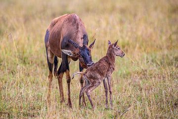 Lyra antilope met kind van Peter Michel