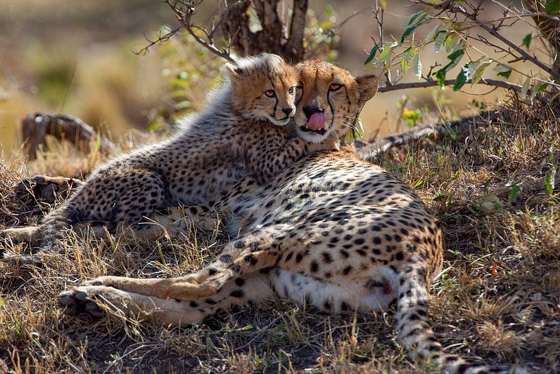 like each other by Peter Michel