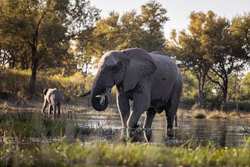 Olifanten spelen in het water in de Okavango Delta Botwana