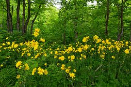 Wildblumen im Ahorn-Obstgarten von Claude Laprise