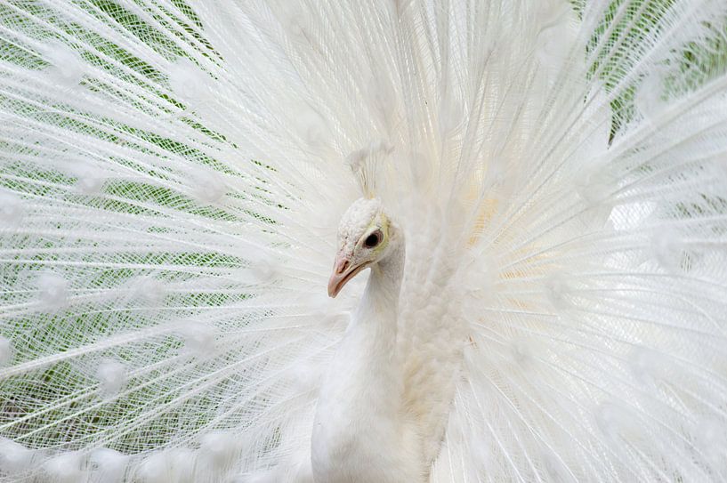 albino peacock von Jurgen den Uijl