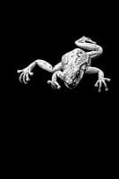 Tropische kikker