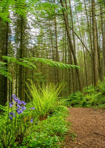 Glenashdale Holz, Insel Arran von Arina Keijzer