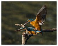 ijsvogel