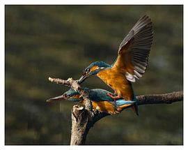 Eisvogel von Gijs te Pas