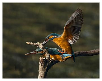 Eisvogel von Gijs te Pas