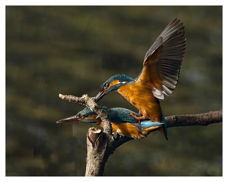 ijsvogel van Gijs te Pas