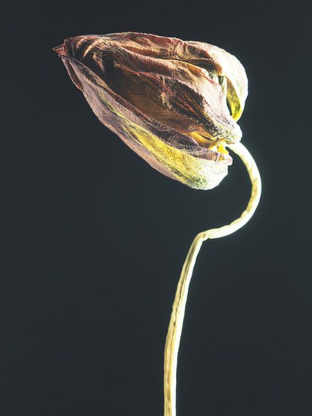Withered 4 by Andreas Berheide Photography