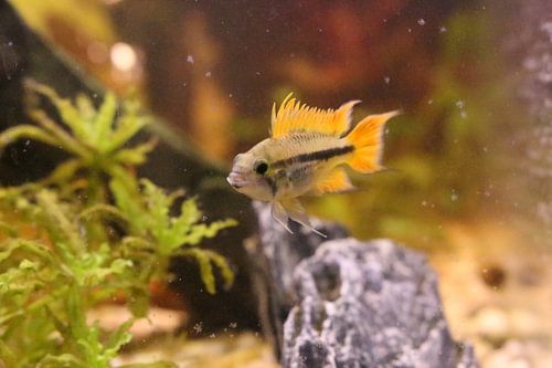 Poissons d'aquarium