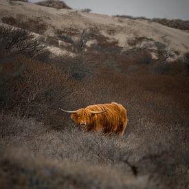 Young Scottish Highlander by Martijn Koevoets