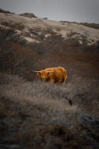 Jonge schotse hooglander