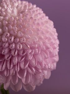 Rosa Blume mit winzigen Wassertröpfchen von Marjolijn van den Berg