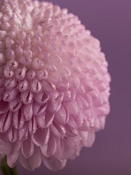 Roze chrysant met kleine waterdruppeltjes van Marjolijn van den Berg