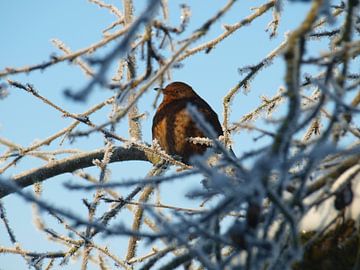 Vogel in de winter by Annie Lausberg-Pater