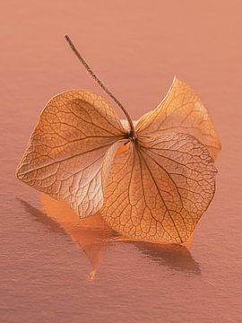 The dancing hydrangea leaf: Fragile and vulnerable by Marjolijn van den Berg