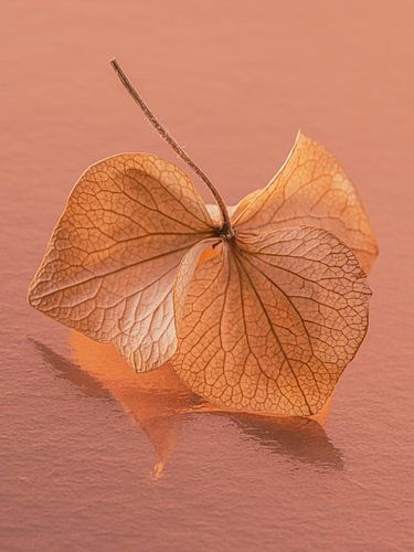 The dancing hydrangea leaf: Fragile and vulnerable by Marjolijn van den Berg