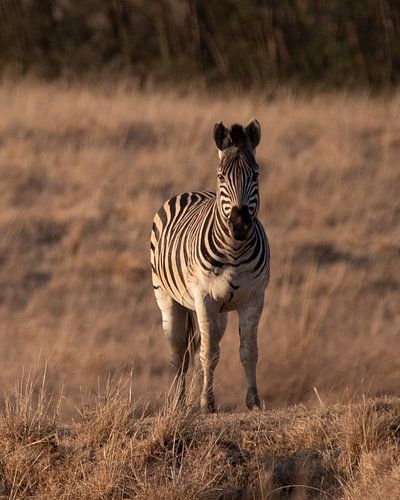 Zebra in bruine pastelkleuren | Natuurfotografie Wildlife Afrika