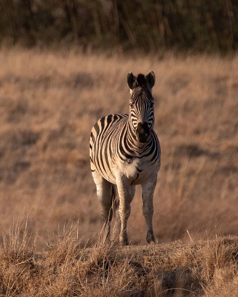 Zebra in bruine pastelkleuren | Natuurfotografie Wildlife Afrika van Monique Tekstra-van Lochem