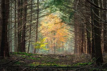 Gemeinsam im Wald von Koen Boelrijk Photography