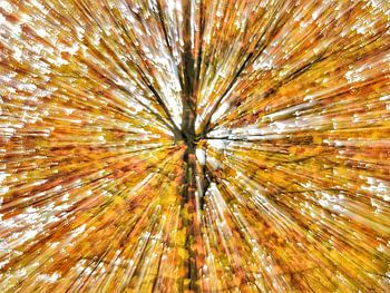 Feux d'artifice saisonniers de la nature