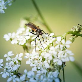 Dansvlieg in zacht ochtendlicht van Miranda Geerts Art