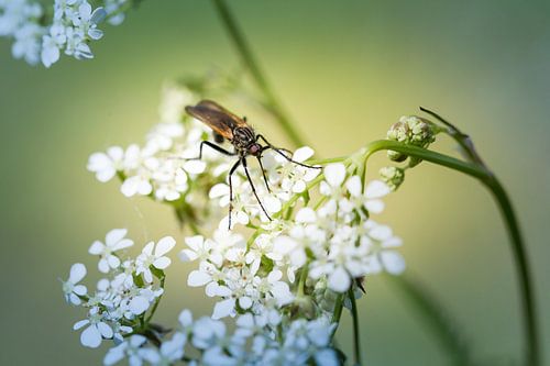 Une mouche dans la douce lumière du matin