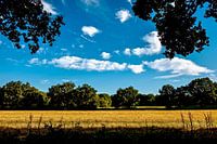 Dry field