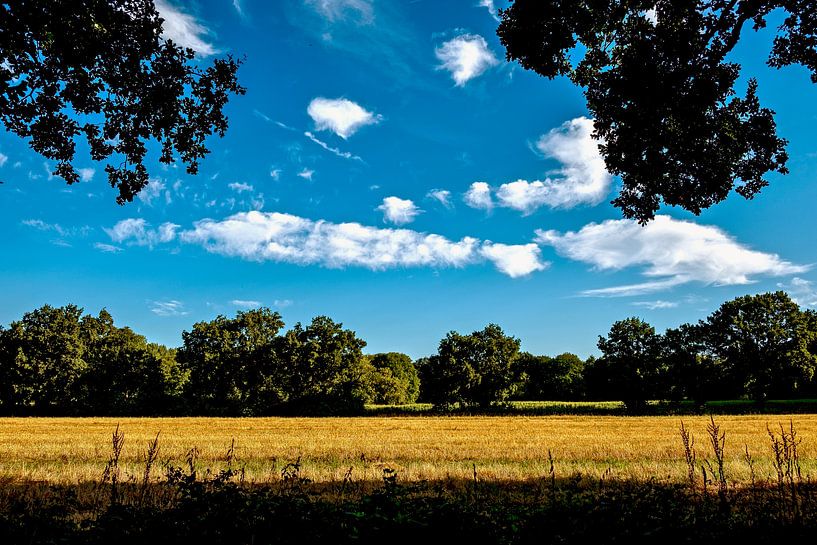 Dry field by Werner V.M.
